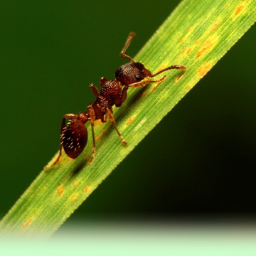mravec ierny, prpravky proti iernym mravcom, prpravky na mravce