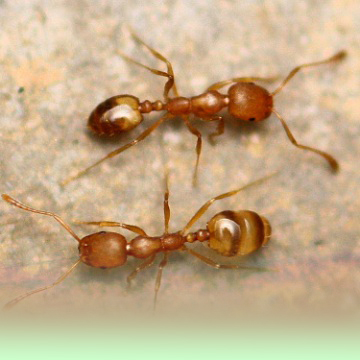 mravec faransky, prpravky proti faranskym mravcom
